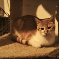 Salsifis- grand chaton timide #3