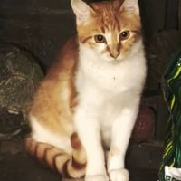 Salsifis- grand chaton timide