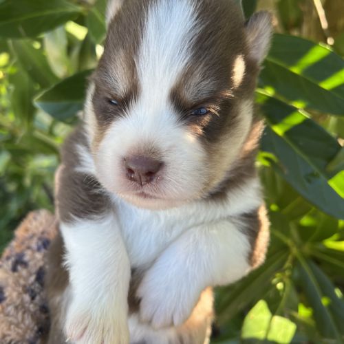 Chiots pomsky #2