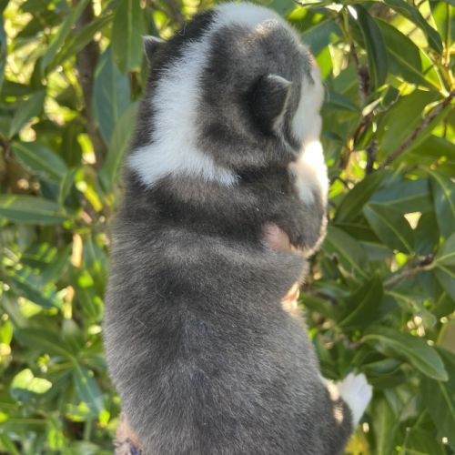 Chiots pomsky #4