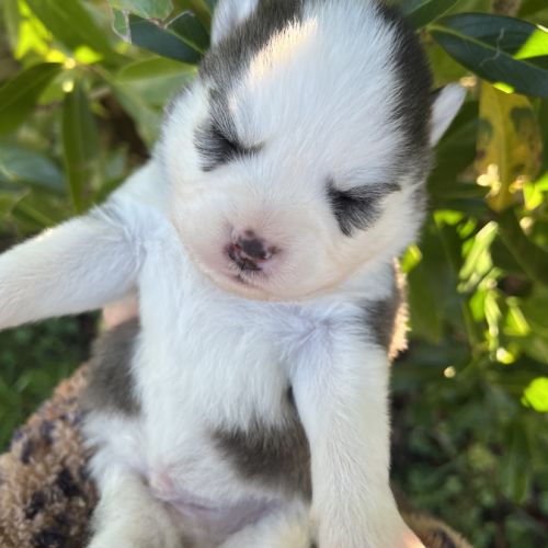 Chiots pomsky #5