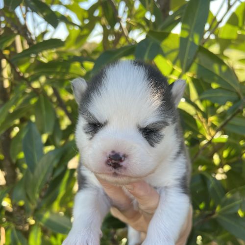 Chiots pomsky #0