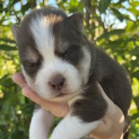 Chiots pomsky #1