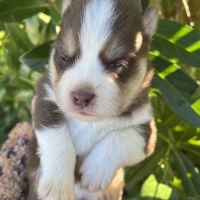 Chiots pomsky #2