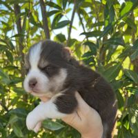 Chiots pomsky #3