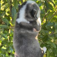 Chiots pomsky #4