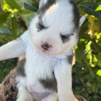 Chiots pomsky #5