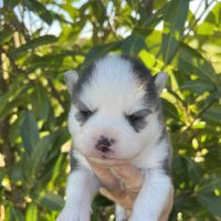 Chiots pomsky