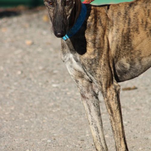 Manjiro- magnifique galgo bringé #2