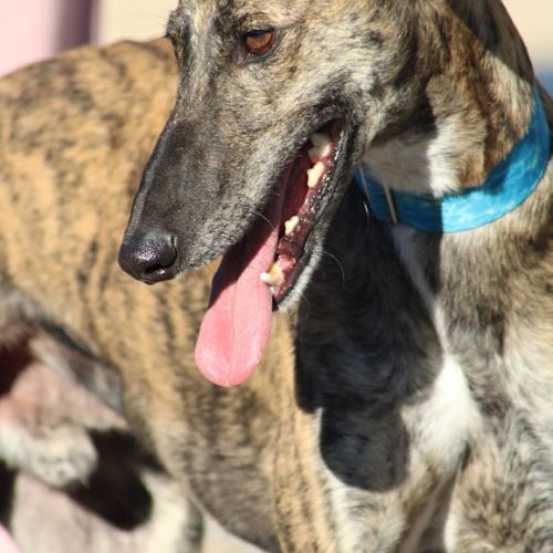 Manjiro- magnifique galgo bringé #0