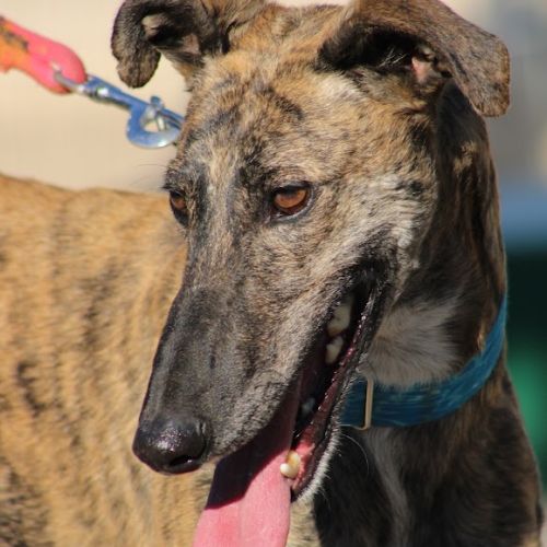 Manjiro- magnifique galgo bringé #5
