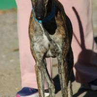 Manjiro- magnifique galgo bringé #1