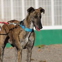 Manjiro- magnifique galgo bringé #3