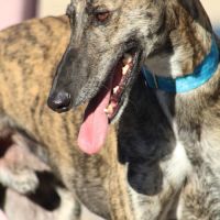 Manjiro- magnifique galgo bringé