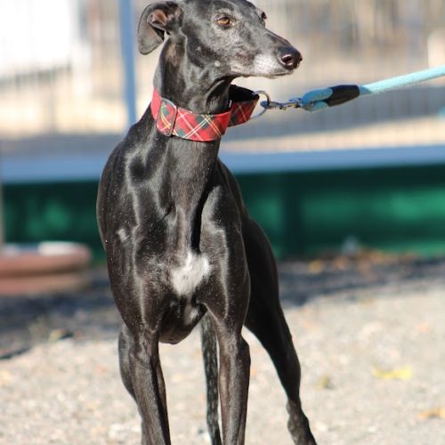 Senju, jolie galga noire de 6 ans #1