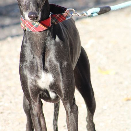 Senju, jolie galga noire de 6 ans #2