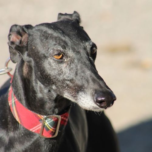 Senju, jolie galga noire de 6 ans #6
