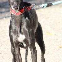 Senju, jolie galga noire de 6 ans #2