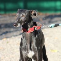 Senju, jolie galga noire de 6 ans