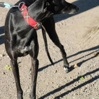 Senju, jolie galga noire de 6 ans #4