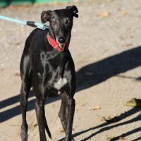 Senju, jolie galga noire de 6 ans #5