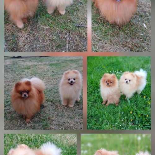 Disponibles spitz pomeranians nain et petit #1