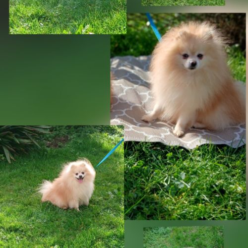 Disponibles spitz pomeranians nain et petit #3