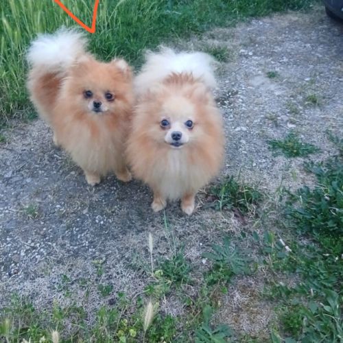 Disponibles spitz pomeranians nain et petit #6