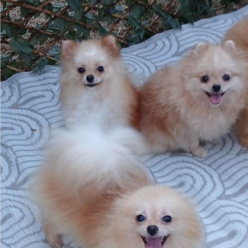 Disponibles spitz pomeranians nain et petit #7
