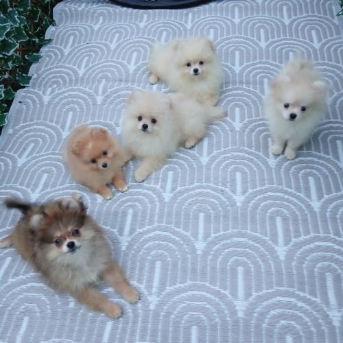 Disponibles spitz pomeranians nain et petit #8