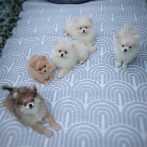 Disponibles spitz pomeranians nain et petit #9