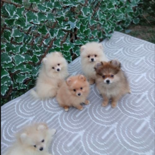 Disponibles spitz pomeranians nain et petit #10