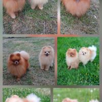 Disponibles spitz pomeranians nain et petit #1