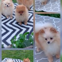 Disponibles spitz pomeranians nain et petit