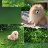 Disponibles spitz pomeranians nain et petit #3