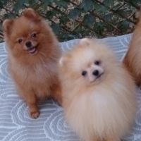Disponibles spitz pomeranians nain et petit #4
