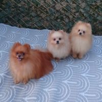 Disponibles spitz pomeranians nain et petit #5
