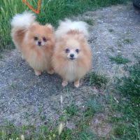 Disponibles spitz pomeranians nain et petit #6