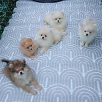 Disponibles spitz pomeranians nain et petit #8