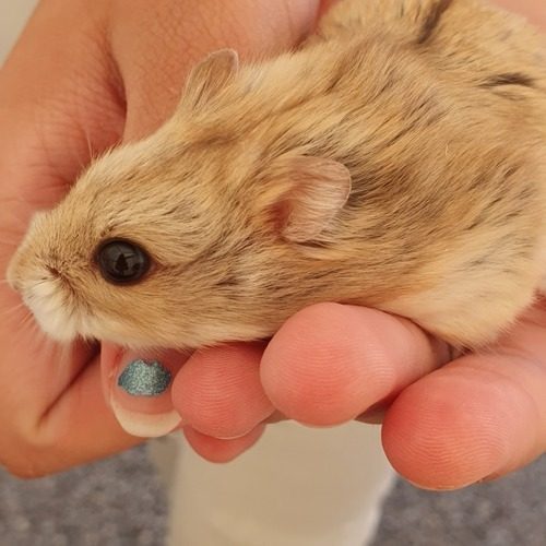 vente d'hamsters nain russe #3