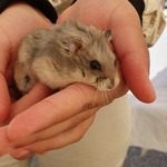 vente d'hamsters nain russe #0