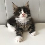 chatons maine coon gros gabarit #0