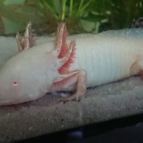 axolotl albinos gold #0