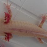 axolotl albinos gold #2