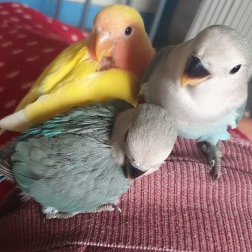 oiseaux inseparable de 1 mois #0