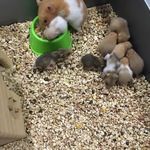 donne bébé hamster #0