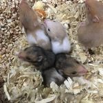 donne bébé hamster #3