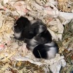bébé hamster #3