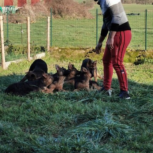 5 chiots type : berger allemand #3