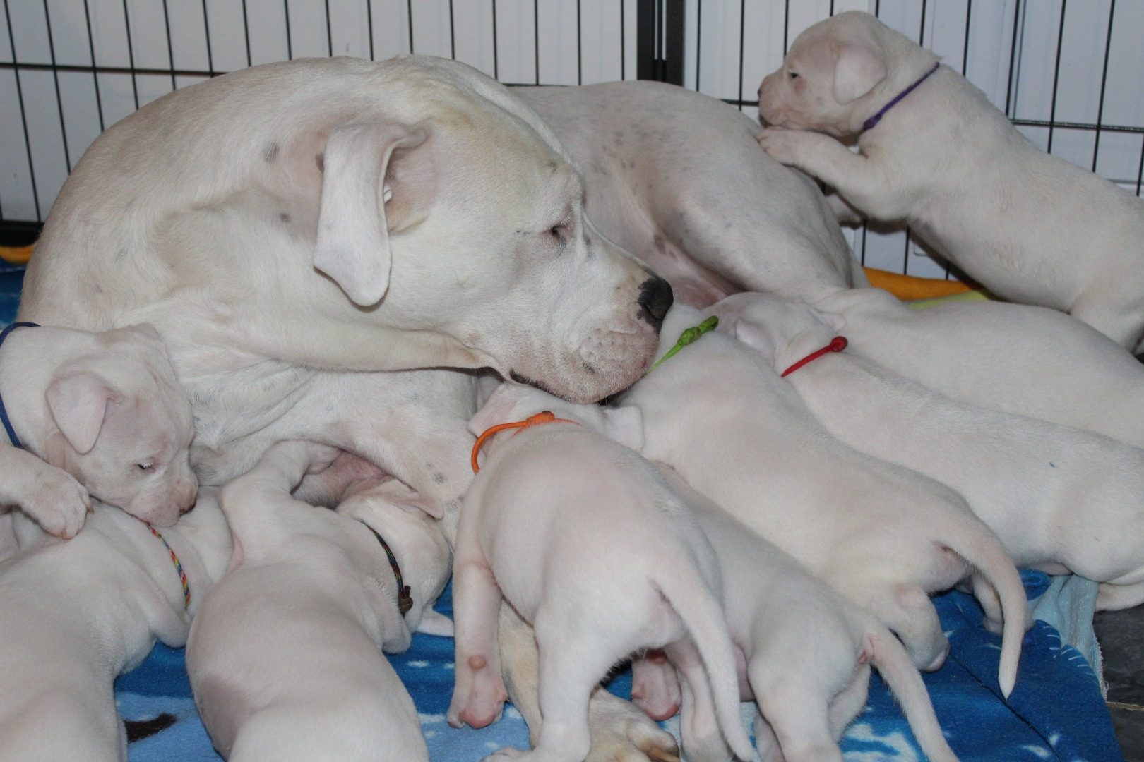 Dogue Argentin Lof Chiots 77570